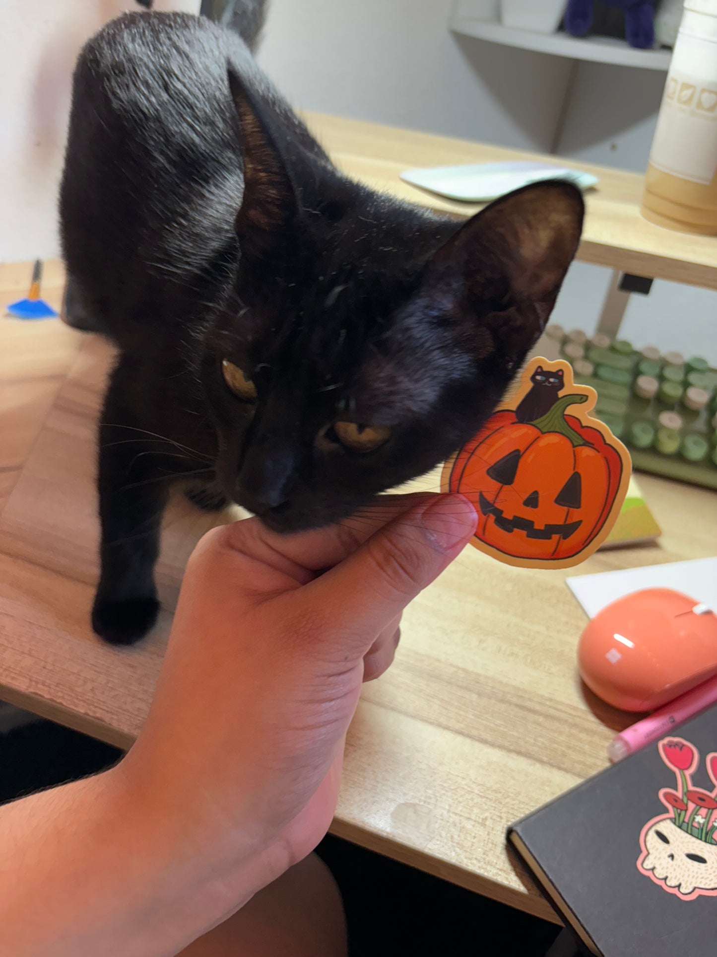 Black Kitten on Pumpkin Sticker